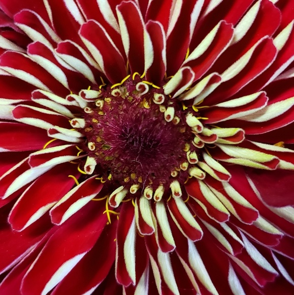 Meet your Posher, Jeanne - Picture 1 of 1